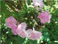 077b6eac-Picture 013.jpg